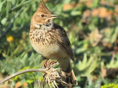 Galerida theklae ruficolor