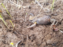 Pseudophryne bibronii