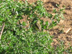 Hippolais polyglotta