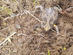 Pseudophryne bibronii