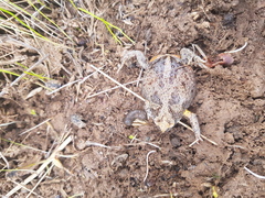 Pseudophryne bibronii