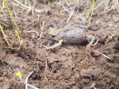 Pseudophryne bibronii