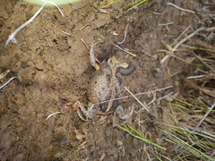 Pseudophryne bibronii