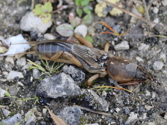 Gryllotalpa vineae
