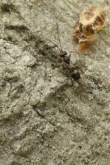 Gelis tenellus