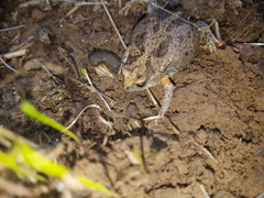 Pseudophryne bibronii