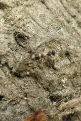 Gelis tenellus