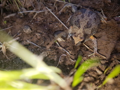 Pseudophryne bibronii