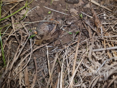 Pseudophryne bibronii