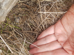 Pseudophryne bibronii