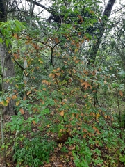 Quercus estremadurensis