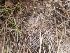 Pseudophryne bibronii