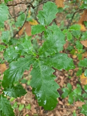Quercus estremadurensis