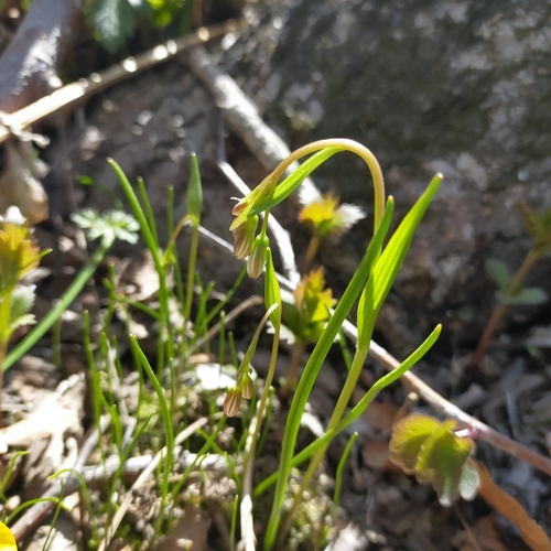 Image of Gagea triflora by no rights reserved