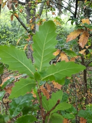 Quercus estremadurensis