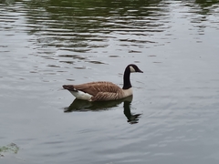 Branta canadensis