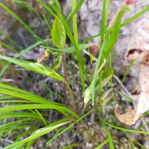Image of Gagea triflora by no rights reserved
