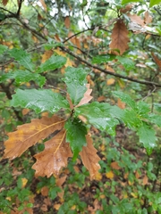 Quercus estremadurensis