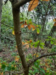 Quercus estremadurensis