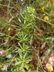 Galium tricornutum