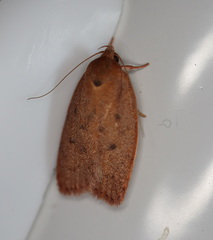 Prionocris protoxantha