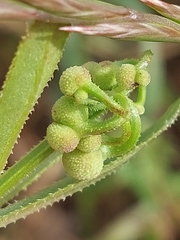 Galium tricornutum
