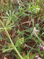 Galium tricornutum