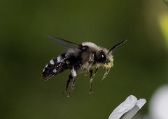 Melecta albifrons