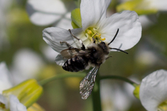 Melecta albifrons