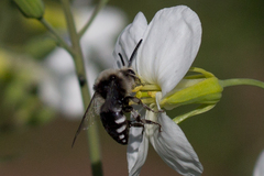 Melecta albifrons