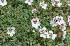 Erodium cheilanthifolium