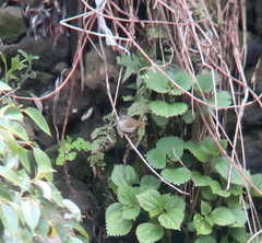 Phylloscopus borealoides