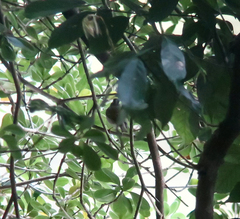 Phylloscopus coronatus