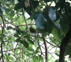 Phylloscopus coronatus