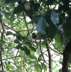 Phylloscopus coronatus
