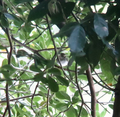 Phylloscopus coronatus
