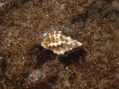 Pascula ochrostoma