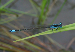 Ischnura elegans malikovae