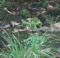 Tarsiger cyanurus