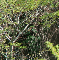 Lanius bucephalus