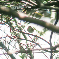 Phylloscopus coronatus