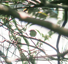 Phylloscopus coronatus