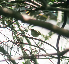 Phylloscopus coronatus
