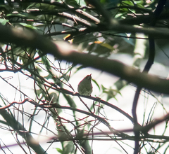 Phylloscopus coronatus