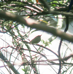 Phylloscopus coronatus