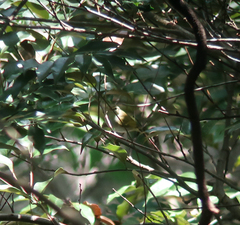 Phylloscopus coronatus