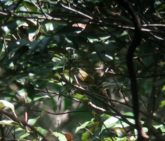 Phylloscopus coronatus