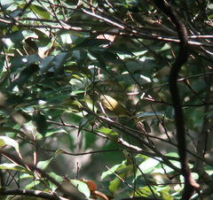 Phylloscopus coronatus