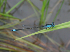 Ischnura elegans malikovae
