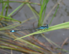 Ischnura elegans malikovae